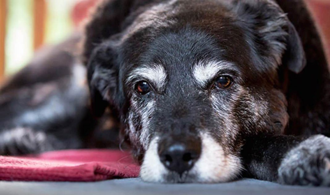 Dünyanın En Yaşlı Köpeği Maggie Bilsen İyi Olur