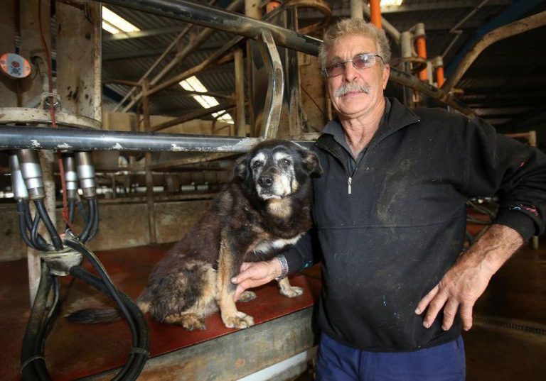 Dünyanın En Yaşlı Köpeği Maggie Bilsen İyi Olur
