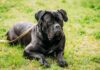 Cane Corso Hakkında Bilinmesi Gerekenler