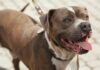 Pit Bull Hakkında Bilinmesi Gerekenler