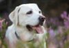 Labrador Retriever Hakkında Bilinmesi Gerekenler