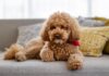 Toy Poodle / Kaniş Köpek Irkı Hakkında Bilinmesi Gerekenler