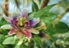 Passiflora (Çarkıfelek) bitkisi nedir? Passiflora nasıl yetiştirilir?