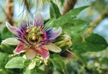 Passiflora (Çarkıfelek) bitkisi nedir? Passiflora nasıl yetiştirilir?