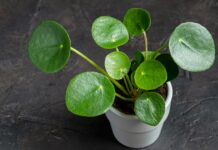Pilea Bitkisi Bakımı nasıl yapılır?